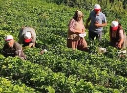 'Her şeyin fiyatı artarken bunun düşüyor' Fiyatı düşünce tepki gösterdiler! 'Zenginler kazanıyor'