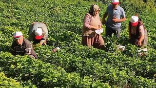 'Her şeyin fiyatı artarken bunun düşüyor' Fiyatı düşünce tepki gösterdiler! 'Zenginler kazanıyor'