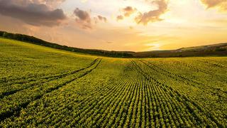 Tarım sektörü yüzde 4,6 büyüdü