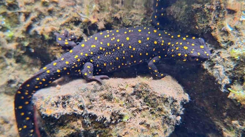 'Yakından bakıp incelediğimizde...' İlk defa görüntülendi! 'Çok heyecan verici'