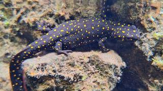 'Yakından bakıp incelediğimizde...' İlk defa görüntülendi! 'Çok heyecan verici'