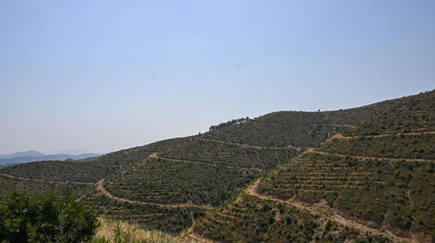 İzmir Valiliği duyurdu! 26 b&ouml;lgedeki ormanlık alana girişler yasaklandı