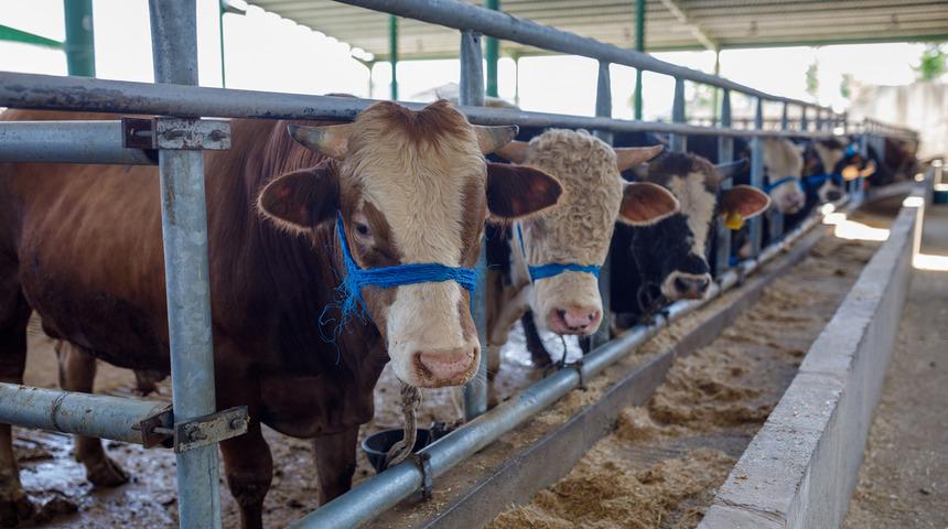 Uzmanı uyardı: Yeni kesilmiş kurban etine sakın bu hatayı yapmayın!