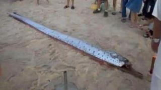 Felaketleri önceden tahmin ettiği söylenen kıyamet balığı kıyıya vurdu! Halkta büyük endişe yarattı... O zaman bir felaket olacak