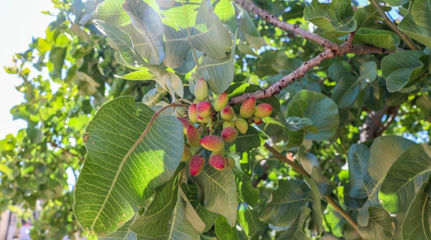 Antep fıstığı "Güz Güzeli" ile her yıl hasat verecek