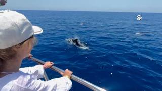 Yer: Alanya! Yunuslar tur teknesine eşlik etti, o anlar böyle görüntülendi