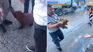 Küçükçekmece'de çöken binanın enkazından 12 saat sonra bir köpek canlı olarak kurtarıldı