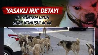 'Uyutma' yöntemi tartışılırken formül geliştirildi! Sokak köpekleri için düğmeye basıldı: 'Yasaklı ırklar' detayı...