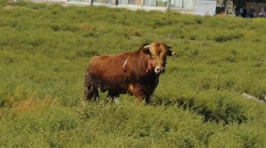 Ka&ccedil;an kurbanlık boğa 56 g&uuml;n sonra yakalandı