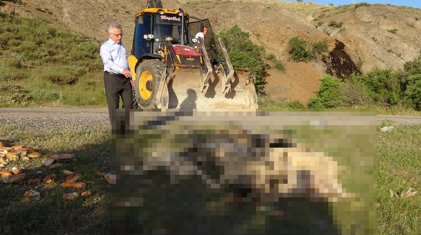 Yozgat'ta çok sayıda köpek kimyasal madde kullanılarak öldürüldü! Valilik açıklama yaptı: 'Suç duyurusunda bulunuldu'