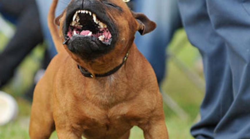 Hayatını kurtardığı k&ouml;pek saldırdı