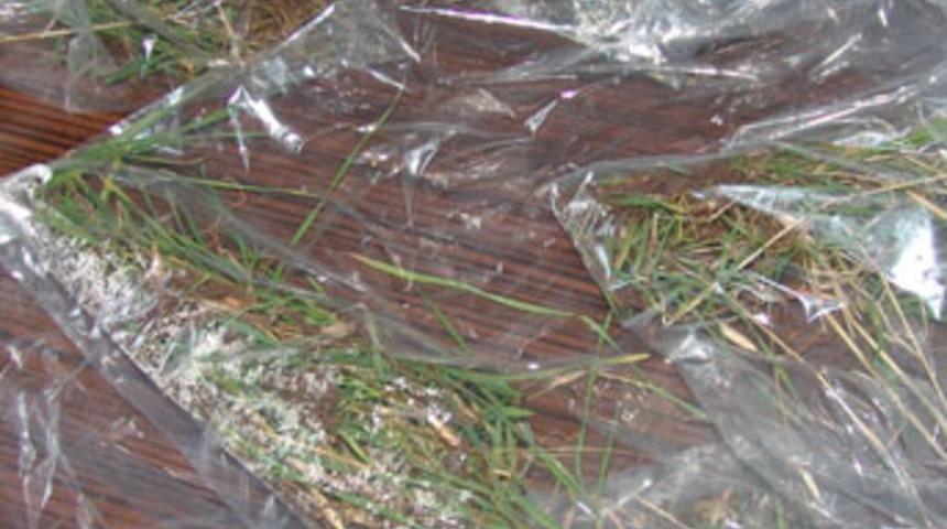 Bu bitkiyi &ccedil;almak i&ccedil;in bakın nerden geldiler