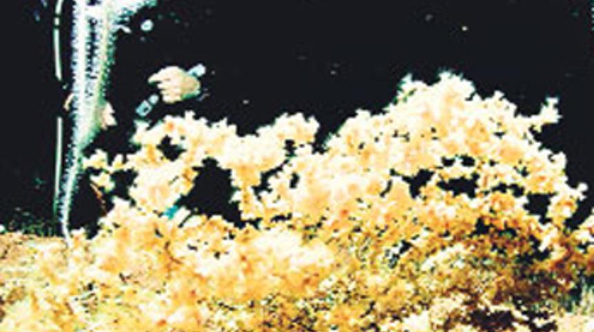 Marmara'nın siyah incisi