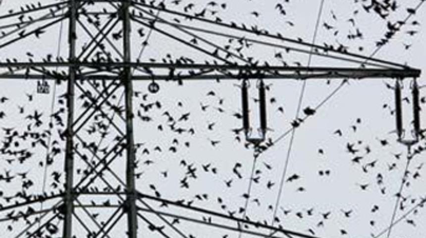 U&ccedil;aklar 'kuş avcıları'na emanet