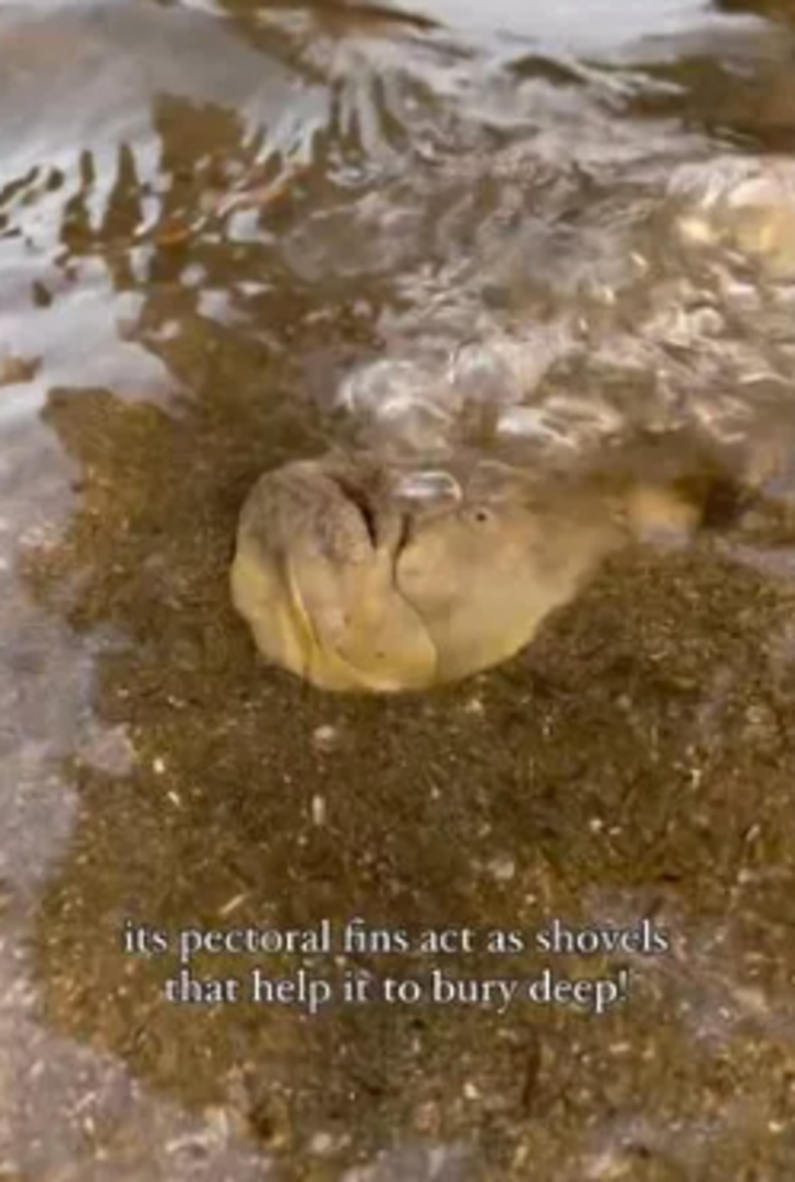 Gören cep telefonuna sarıldı! Sahilde bulunan balık bir bakana bir daha baktırdı... "Resmen kabus gibi" G2