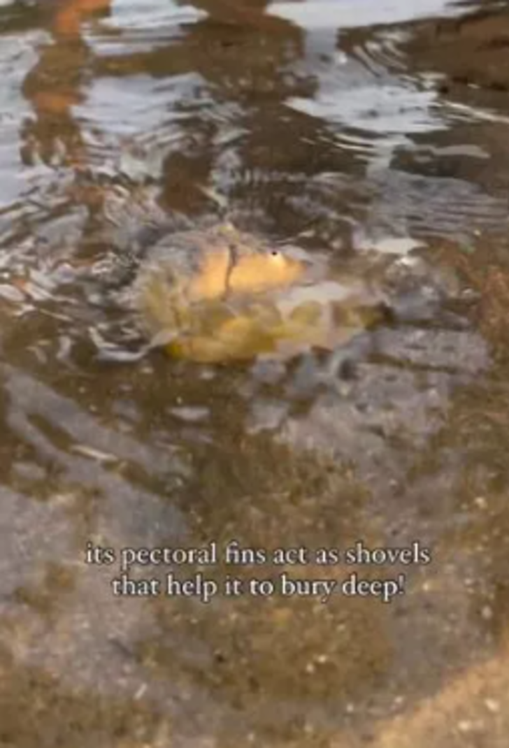 Gören cep telefonuna sarıldı! Sahilde bulunan balık bir bakana bir daha baktırdı... "Resmen kabus gibi" G3