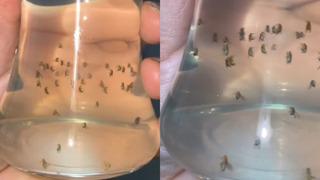 Evdeki sinekler bu tuzağa düşüyor! Sivrisineklerden kurtulmanın en ucuz ve etkili yolu