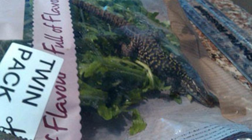 Salata poşetinden dev kertenkele &ccedil;ıktı