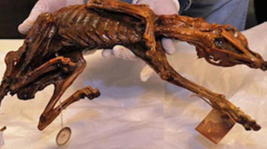 Arkeologları şaşkına &ccedil;evirdi