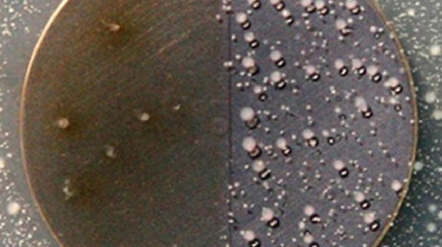 Enerji sorununu bakteriler &ccedil;&ouml;zecek!