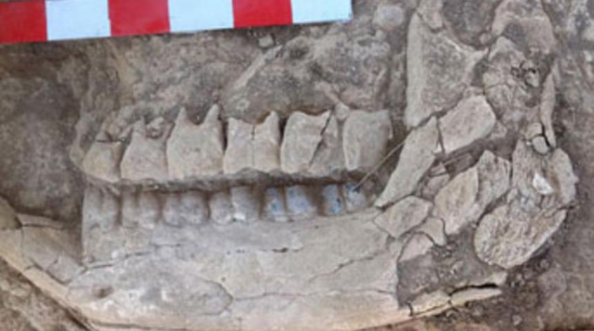 10 milyon yıllık fosil bulundu