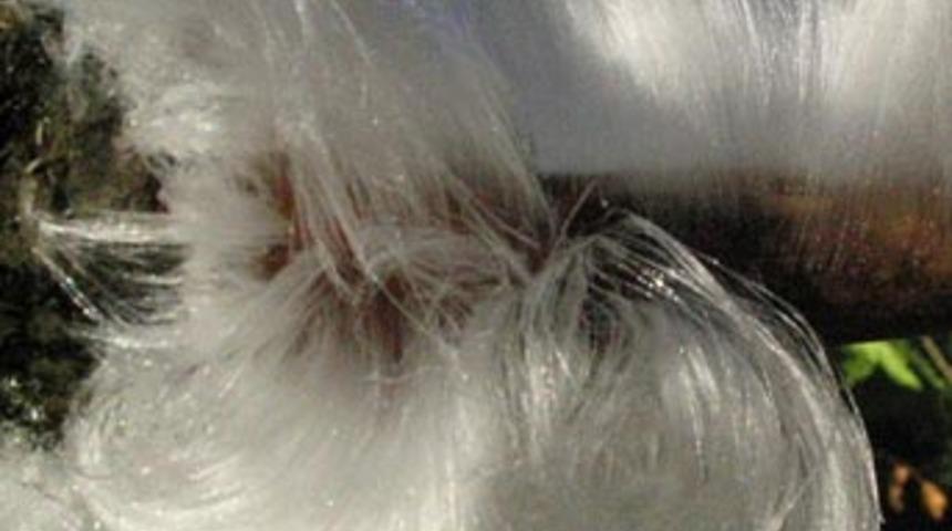 Bitki olmayan tek çiçek