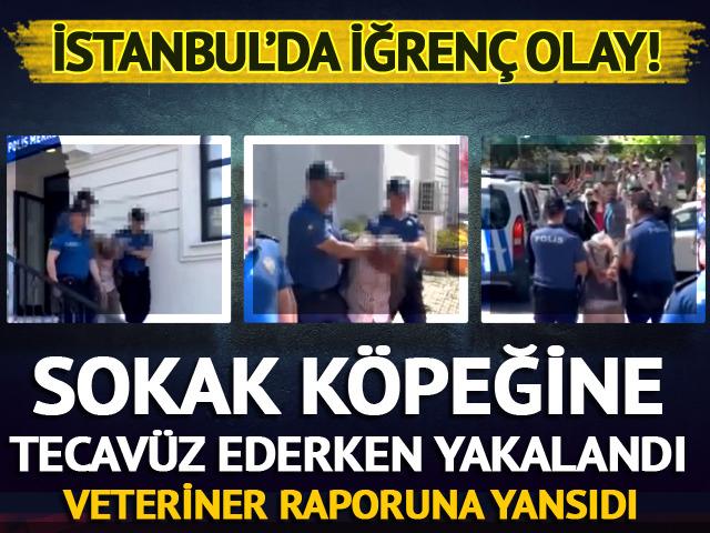 İstanbul'da sokak köpeğine tecavüz skandalı