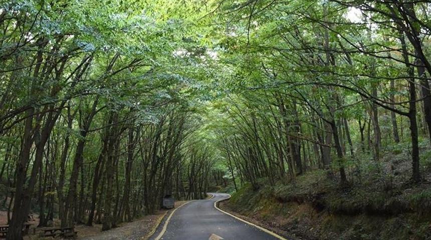 İstanbul'da ormana girişler yasaklandı! Ardından bir büyükşehirden daha aynı haber geldi