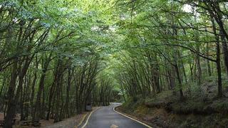 İstanbul'da ormana girişler yasaklandı! Ardından bir büyükşehirden daha aynı haber geldi