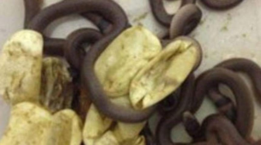 Yumurtalardan zehirli yılan &ccedil;ıktı