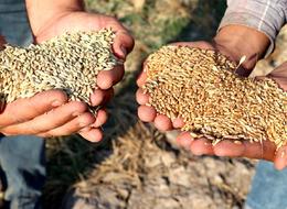 Bakanlık duyurdu: 2024 hububat alım fiyatları belli oldu