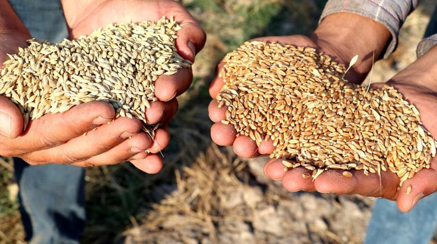 Bakanlık duyurdu: 2024 hububat alım fiyatları belli oldu