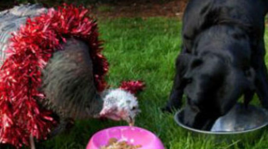 Kendini köpek sanıyor!