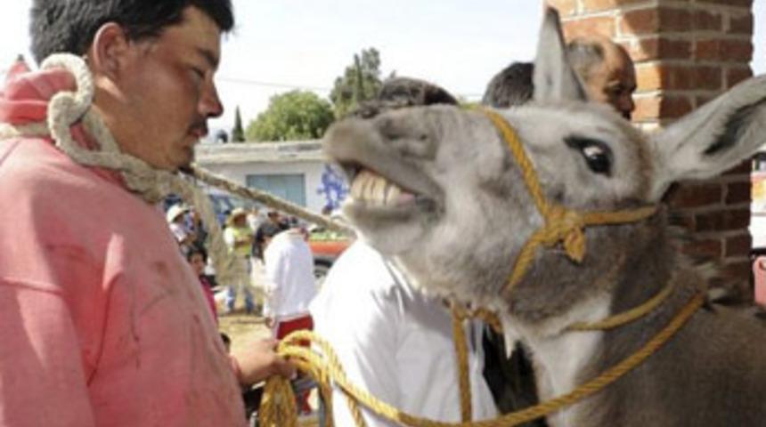 Böyle 'eşeklik' görülmedi