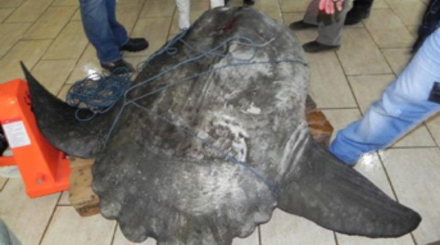 300 kiloluk ay balığı ağlara takıldı