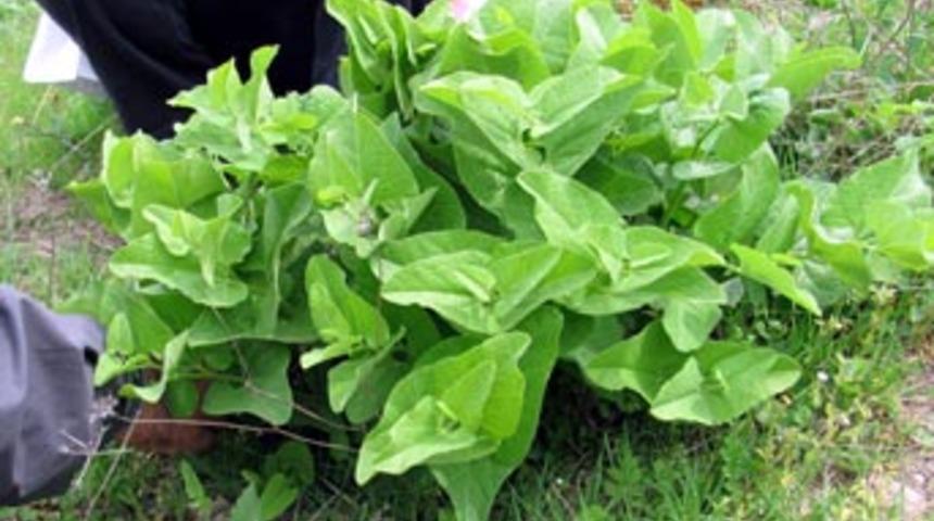 Yeri sır gibi saklanan bitki