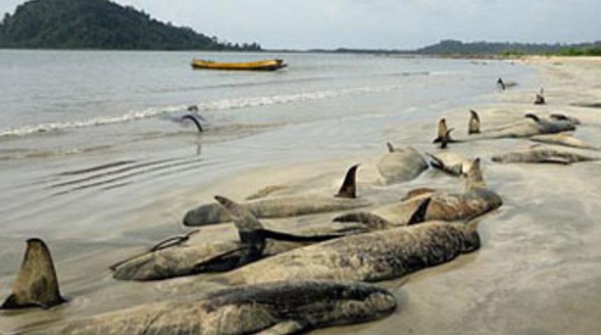 Kıyıya vuran balinalar kurtarılamadı