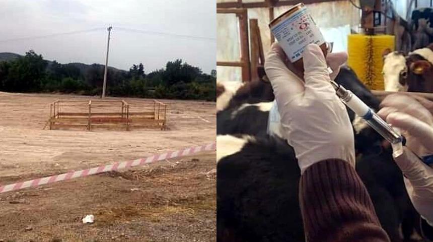 5 büyükbaşta 'şap' hastalığı tespit edildi! O ilçede kurban satışı yasaklandı