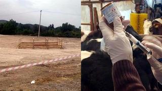 5 büyükbaşta 'şap' hastalığı tespit edildi! O ilçede kurban satışı yasaklandı