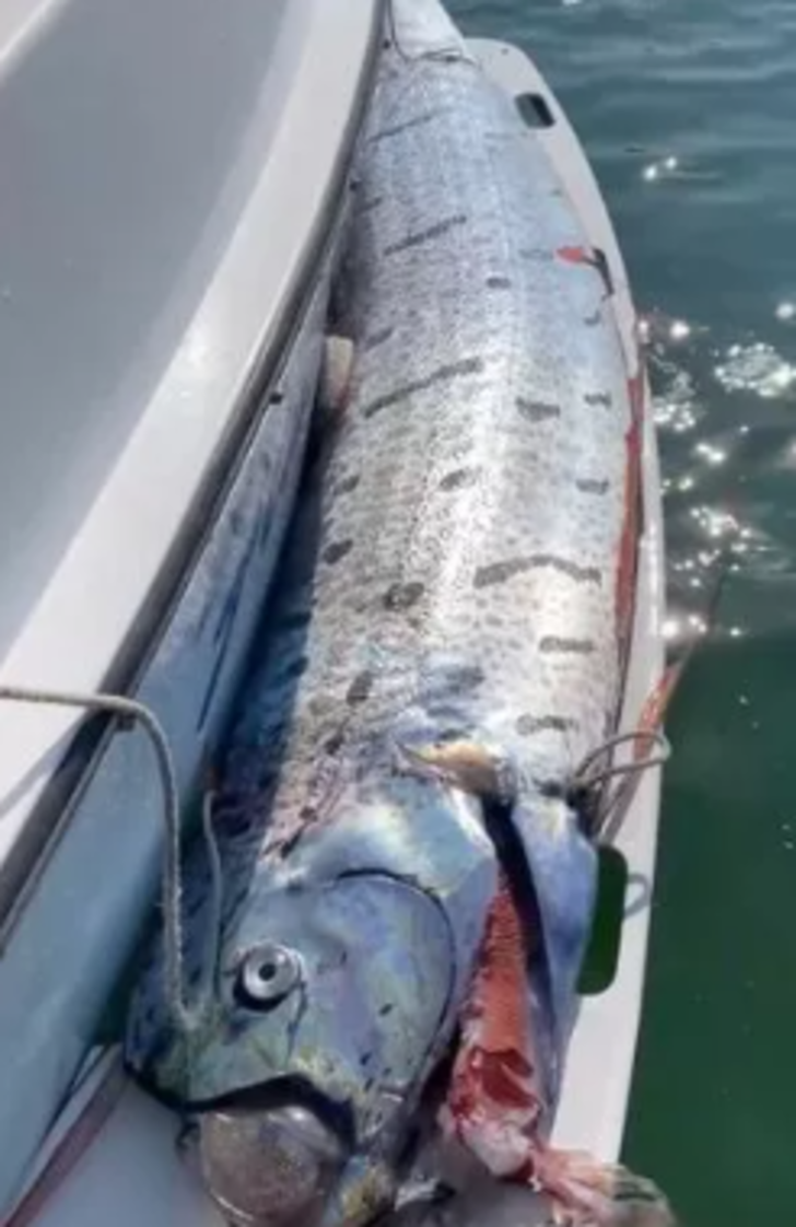 Yerel halk ona 'kıyametin habercisi' diyordu! Kendi felaketini fark edemeyince yardımına balıkçılar koştu... Köpek balığı saldırısından son anda kurtarıldı G3