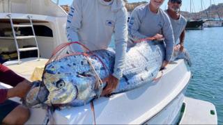 Yerel halk ona 'kıyametin habercisi' diyordu! Kendi felaketini fark edemeyince yardımına balıkçılar koştu... Köpek balığı saldırısından son anda kurtarıldı