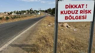 Şanlıurfa'da 'kuduz' alarmı! Belediye ve Valilik'ten açıklama: Karantinaya alındılar