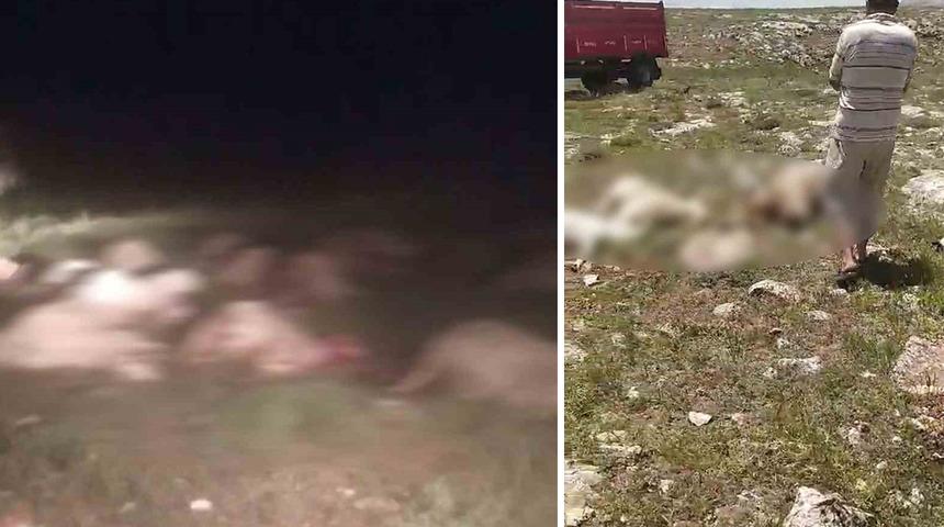 İki ilde yıldırım felaketi! Sürülere isabet etti, 178 hayvan telef oldu