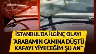 İstanbul'da ilginç olay: Seyir halindeki arabanın camına yılan düştü! Kafayı yiyeceğim şu an, yemin ediyorum çığlık çığlığa bağıracağım