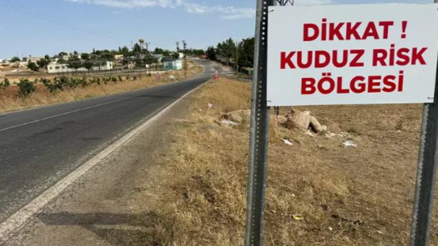 'Hastalık taşıyan köpekler' iddialarına Ankara Valiliği'nden açıklama! 'Getirenler gözaltına alındı, hayvanlar karantinada'