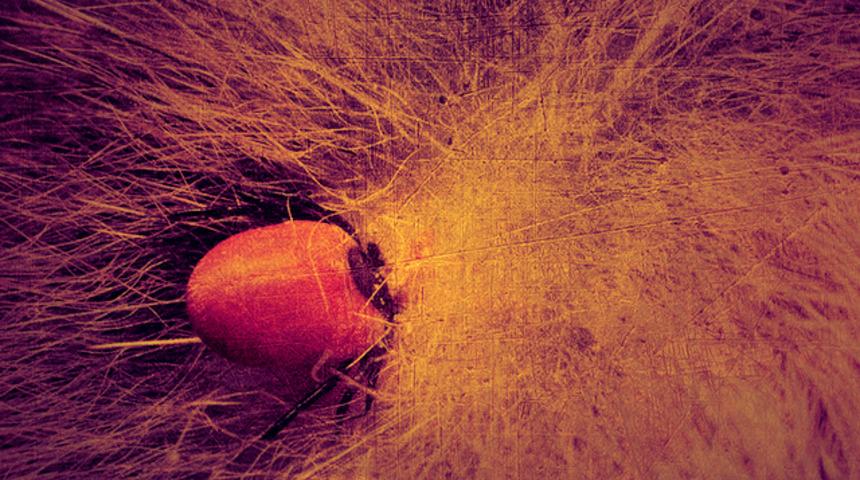 Kurban Bayramı öncesi kritik uyarı: Kurbanlıklarla yurda dağılıyorlar! 'Mutlaka kontrol edilmeli' Ölüme neden oluyor