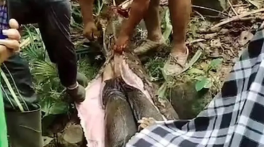 Yaklaşık 6 metrelik pitonun yarılan karnından 4 çocuk annesi kadın çıktı! Canlı canlı bütünüyle yutmuş... Halkı şoke eden keşif