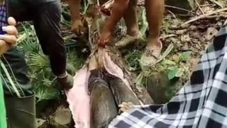 Yaklaşık 6 metrelik pitonun yarılan karnından 4 çocuk annesi kadın çıktı! Canlı canlı bütünüyle yutmuş... Halkı şoke eden keşif