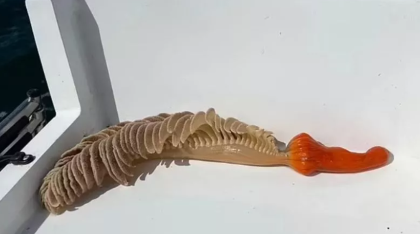 Görünce cep telefonuna sarıldı! Sudan çıkartılan turuncu gizemli yaratık şaşkına çevirdi... Bağırsağa benzeten de oldu boruya benzeten de...