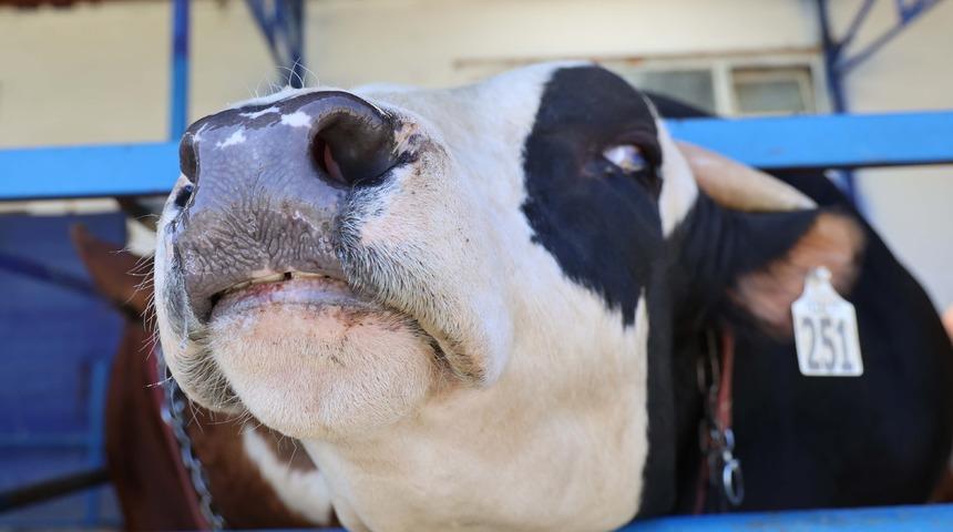 Kurbanlık seçerken dikkat: Uzmanından şap ve tüberküloz uyarısı 'İnsan ve hayvan sağlığını tehdit ediyor'